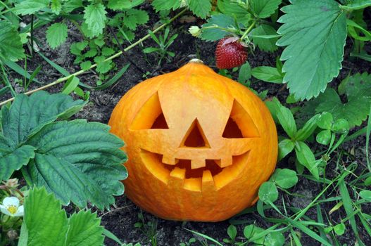 Symbol Halloween - a pumpkin O Lantern in wild strawberry thickets
