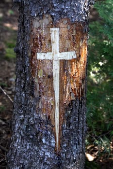 A cross carved into the trunk of a pine tree.