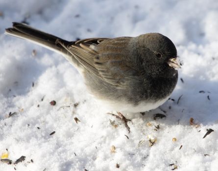 A junco (Junco hyemalis) sitting in the snow with snow on his beak.