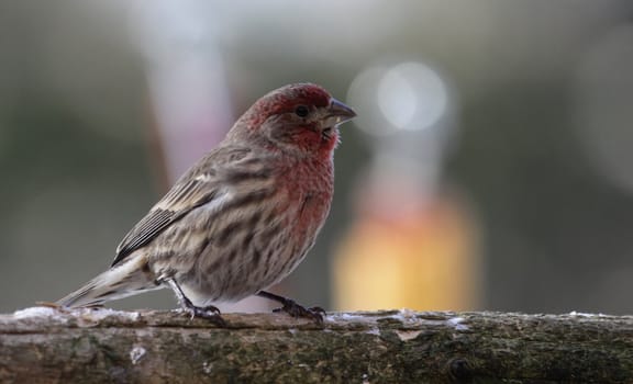 A house finch (Carpodacus mexicanus) sitting patiently.