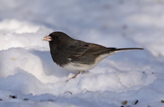 A junco (Junco hyemalis) sitting in the snow with snow on his beak.
