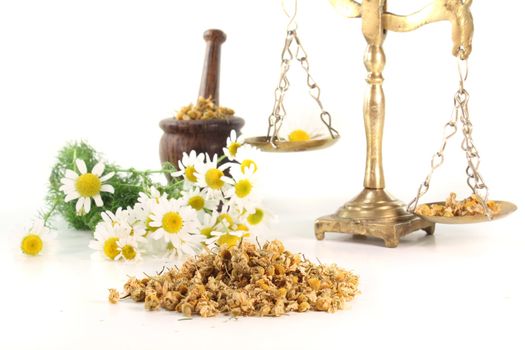 dried chamomile flowers with fresh chamomile and mortar and scales on white background