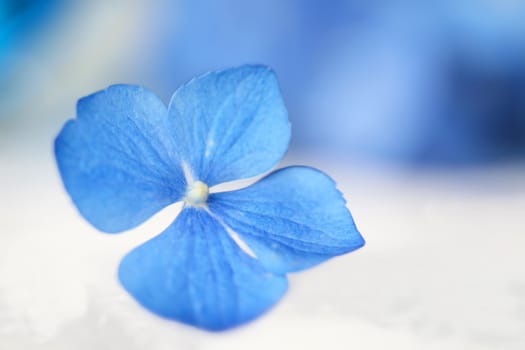 Shallow focus of single hydrangea flower blossom with blue blurred background