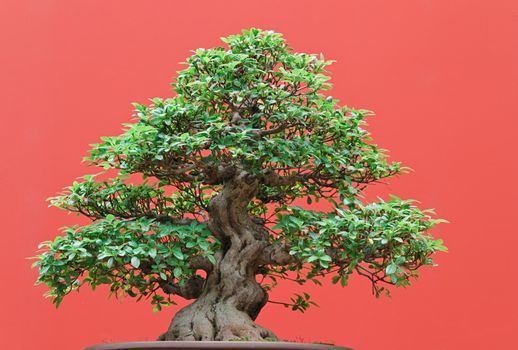 beautiful Ficus tree bonsai over red background