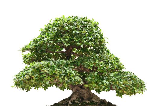 beautiful Ficus bonsai isolated on white background