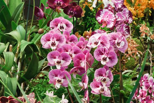 group of pink and purple Phalaenopsis orchid flowers between foliage