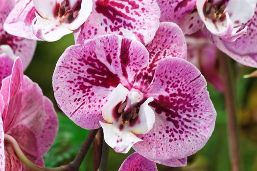 detail of hybrid orchid flower pink spotted purple 