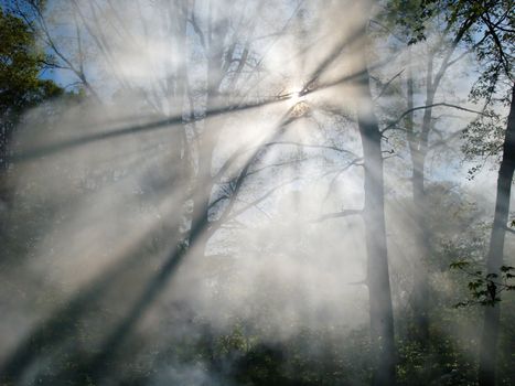 Smoke from a forest fire rises through the trees in a forest. Sunlight filters through the haze.