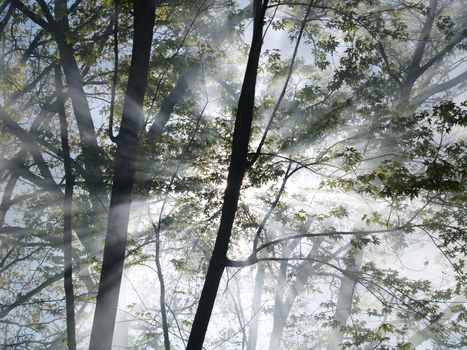 Sunlight filters through the smoke as it rises among the trees in a forest on fire.