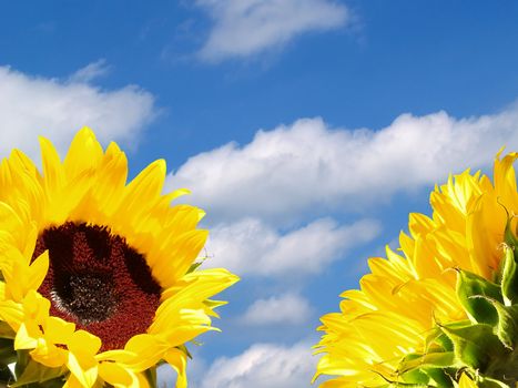 Two brightly lit sunflowers against a blue summer sky with white clouds