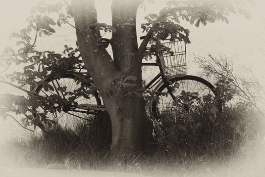Vintage classical Bicycle against a tree in the country old days romantic style image