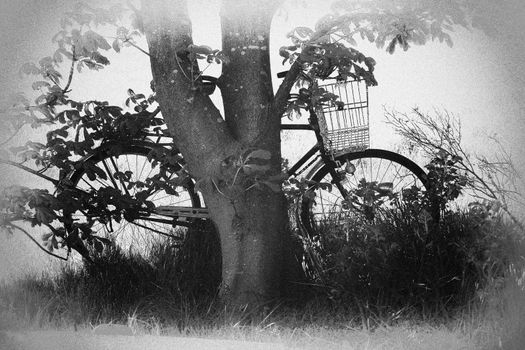 Vintage classical Bicycle against a tree in the country old days grainy romantic style image