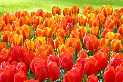 Keukenhof Gardens, Lisse, Netherlands