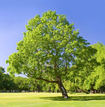 Lonely tree in the park on a summer day