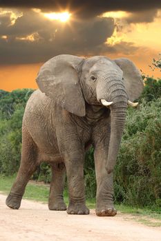Big angry male African Elephant with head raised at sunset 