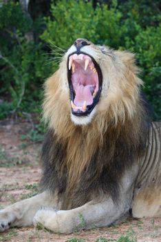 Magnificent male lion showing it's pink mouth and tongue and huge teeth