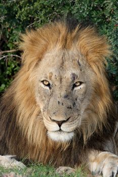 Potrait of a handsome male lion with battle scars on his snout