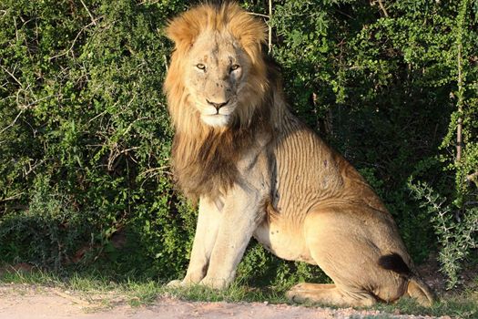 Potrait of a handsome male lion with battle scars on his snout