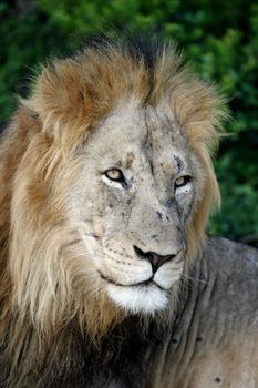 Potrait of a handsome male lion with battle scars on his snout
