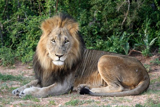 Potrait of a handsome male lion with battle scars on his snout