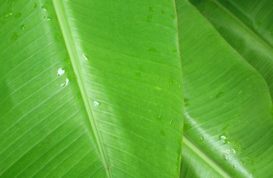 A green banana leaf background with lines