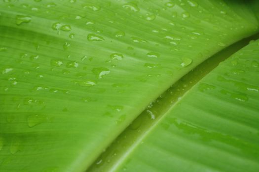 A green banana leaf background with lines