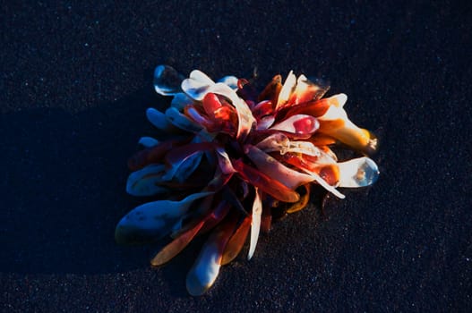 Beautiful seaweed on sand on an ocean coast