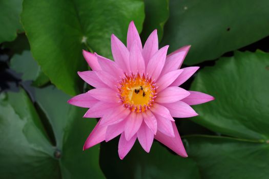 Close up pink lotus flowers