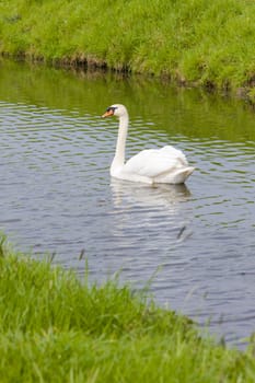 swan, Netherlands