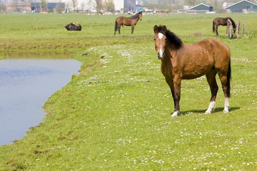 horses on meadow, Netherlands
