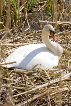 swan, Netherlands