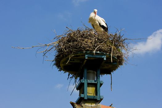stork, Netherlands