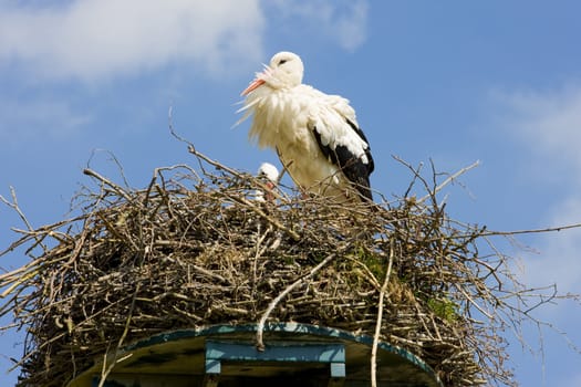 stork, Netherlands