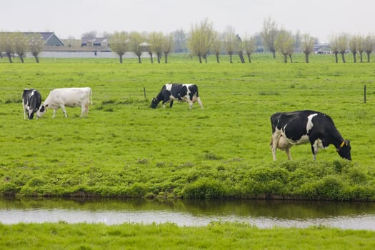 cows, Netherlands