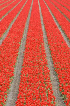 tulip field near Noordwijk, Netherlands