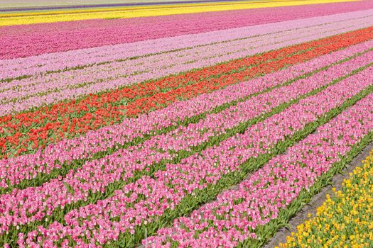 tulip field near Noordwijk, Netherlands