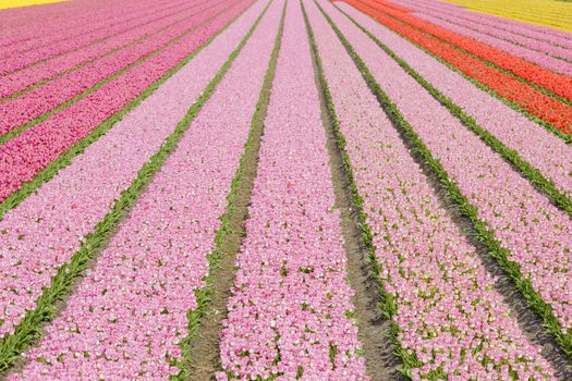 tulip field near Noordwijk, Netherlands