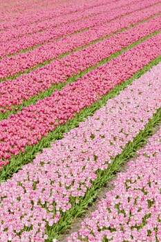 tulip field near Noordwijk, Netherlands