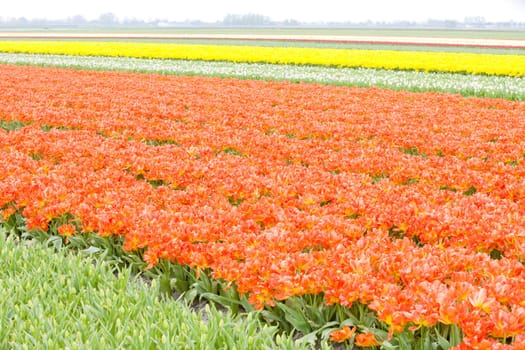 tulip field, Netherlands