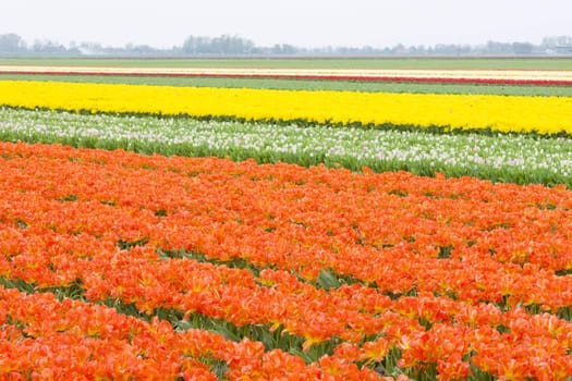 tulip field, Netherlands