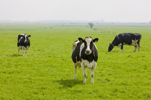 cows, Friesland, Netherlands