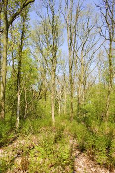 forest near Mirns, Friesland, Netherlands