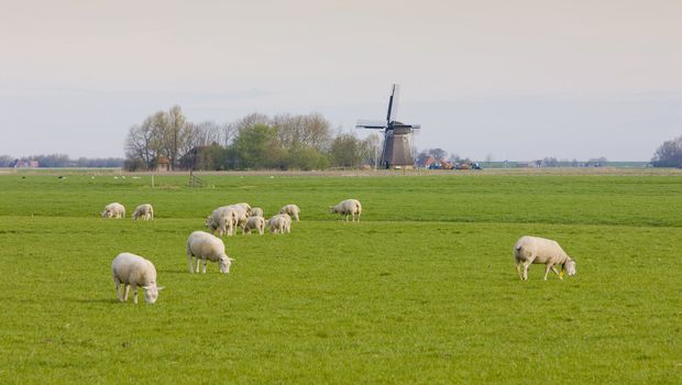 windmill and sheep near Marrum, Friesland, Netherlands