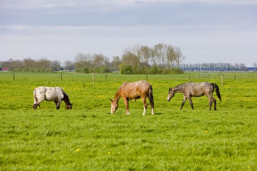 horses on meadow, Friesland, Netherlands