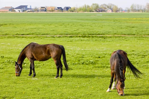 horses on meadow, Friesland, Netherlands