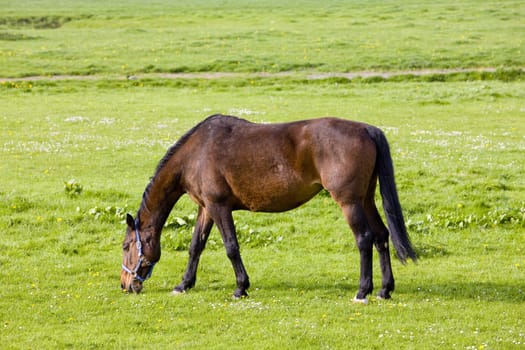 horse on meadow, Friesland, Netherlands