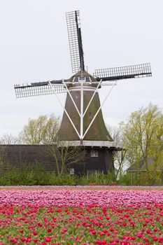 windmill with tulip field, Holwerd, Netherlands