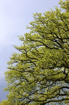 spring tree''s detail