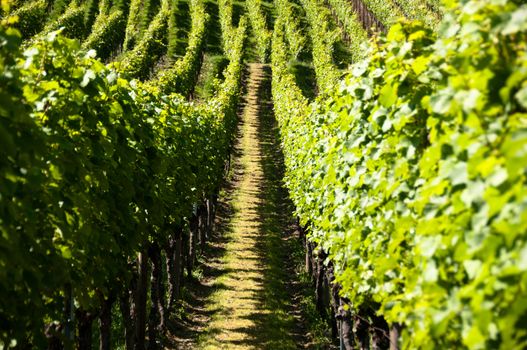 rows of young grapes in wineyard of southen germany region rheinland pfalz