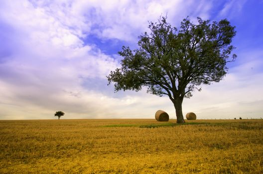 straw ball and a green tree in a field
